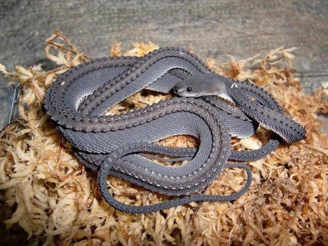 Photo:  Dragon Snake